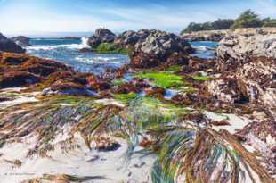 Low tide at Sea Ranch-5381